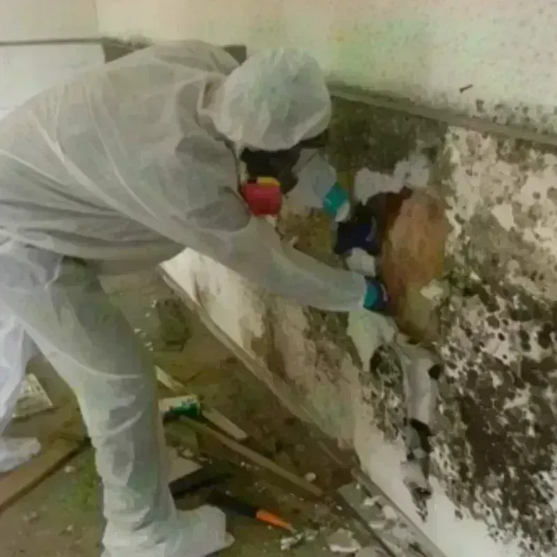 Mold Remediation and Removal in Lincoln, ME